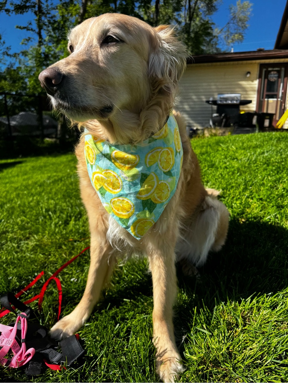 Dog Bandana - Yellow Lemon Print on Aqua Large